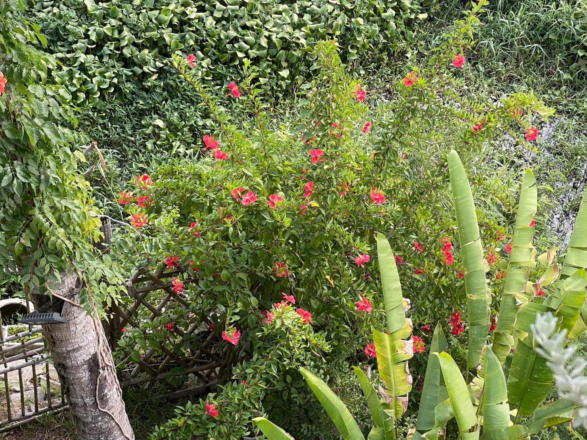 Hoi An Ti Hon House Villa Bagian luar foto
